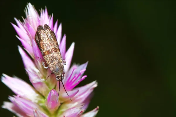 紧密接触植物昆虫臭虫的危险 — 图库照片