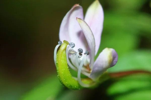 Fermer Sesbania Javanica Fleur Dans Jardin Naturel Pour Beau Fond — Photo