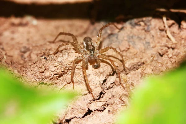 Makro Fotografia Jumping Spider Starym Drewnie Naturze Tle — Zdjęcie stockowe