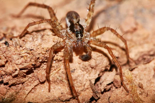 Arka Planda Eski Ahşap Üzerine Zıplayan Örümceğin Makro Fotoğrafı — Stok fotoğraf