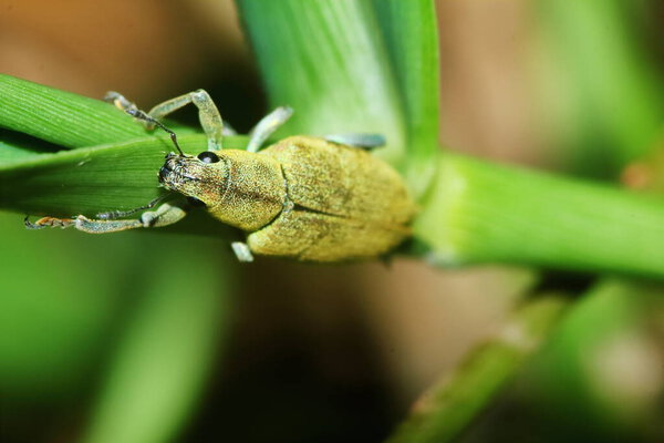 dangerous for plant insect stink bug in close up 