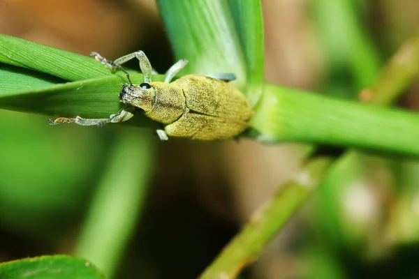 Perigoso Para Inseto Planta Fedor Bug Close — Fotografia de Stock