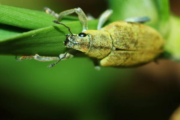 Dangereux Pour Les Insectes Végétaux Puent Punaise Gros Plan — Photo