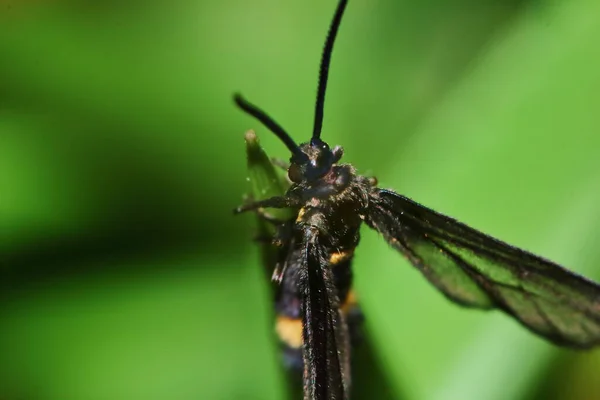 Macro Foto Una Mariposa Cerca Hoja Verde Naturaleza Fresca —  Fotos de Stock