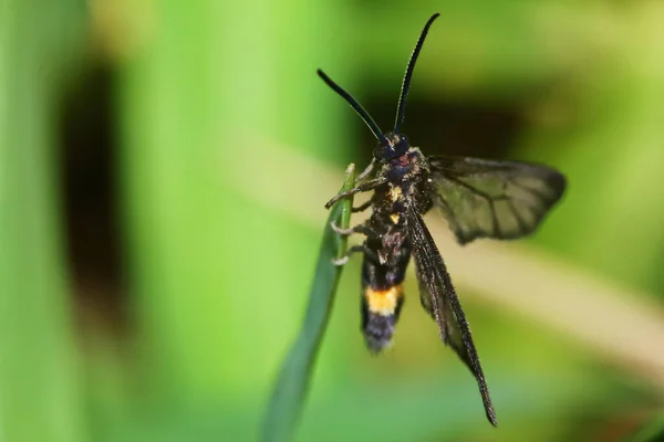 Macro Foto Una Farfalla Primo Piano Foglia Verde Nella Natura — Foto Stock