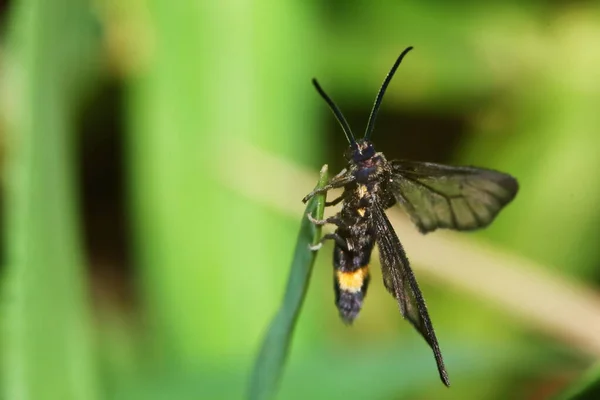 Makro Fotografie Motýla Zblízka Zeleném Listu Čerstvé Přírodě — Stock fotografie