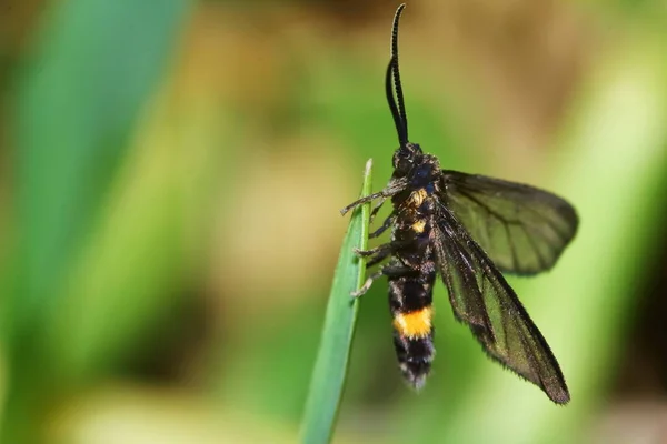 Macro Photo Papillon Gros Plan Sur Une Feuille Verte Dans — Photo