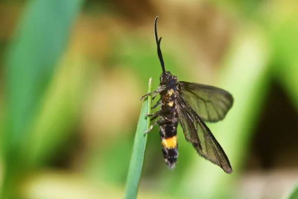 Yeşil Yapraklı Taze Bir Kelebeğin Macro Fotoğrafı — Stok fotoğraf