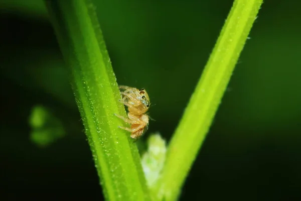 Macro Photographie Araignée Sauteuse Sur Feuille Verte Pour Fond — Photo