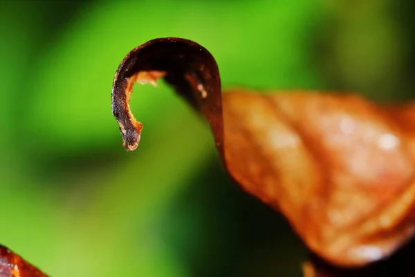 Hermosa Hoja Seca Naturaleza Para Textura Cerca Fondo Naturaleza —  Fotos de Stock