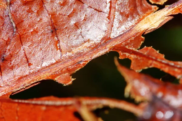 Beautiful Dry Leaf Nature Texture Close Nature Background — Stock Photo, Image