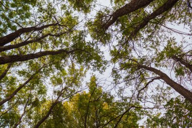 Aşağıdan birçok güzel yeşil ağaç tepeleri görünüyor..
