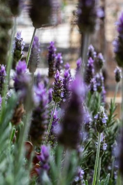 Mendoza 'daki harika lavanta tarlası
