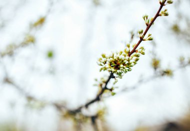 tonlama tomurcukları ve dal kiraz eriği, portre, çiçek