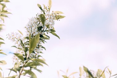 arka plan mavi gökyüzü ile çiçek blossom başlayacak kiraz Şubesi