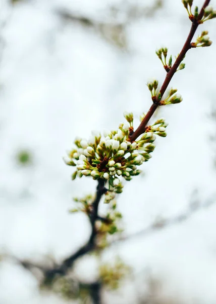 Bourgeons Fleurs Sur Une Branche Prune Cerise Gros Plan Tonifiant — Photo