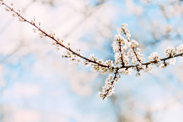 Ramo Árvore Ameixa Florescendo Fundo Céu Foco Seletivo — Fotografia de Stock