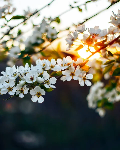 Ramo Árvore Maçã Flor Primavera Close Luz Suave Pôr Sol — Fotografia de Stock