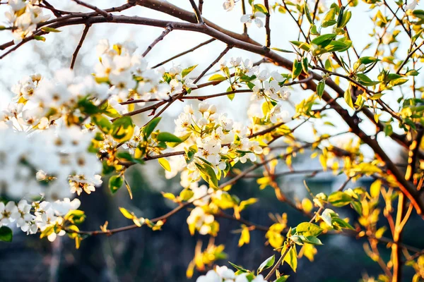 Beyaz bahar çiçekleri karşı günbatımı ağaç dal. Vintage Fotoğraf. seçici odak