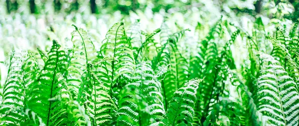 Beautyful ferns leaves green foliage natural floral fern background in sunlight.