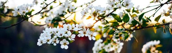 Bahar çiçeği yakın çekim içinde elma ağacı dalı. Gün batımı vintage tonlama hafif, sanatsal ihale, alan, yumuşak seçici odak derinliği sığ. Gün batımında çiçek açan çiçekler. Bunner, uzun resim