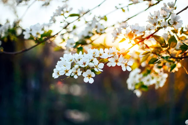 Ramo Árvore Maçã Flor Primavera Close Luz Suave Pôr Sol — Fotografia de Stock