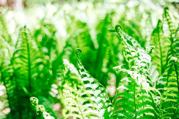 美しいシダは緑の葉を残します太陽の下で自然な花のシダの背景 — ストック写真