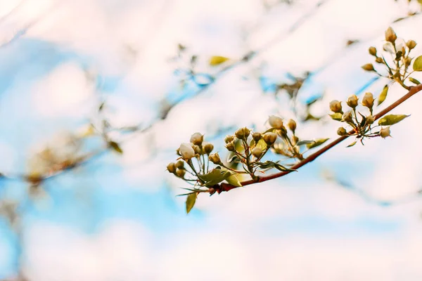 Branch of cherry going to start bloom blossom with blue sky in background