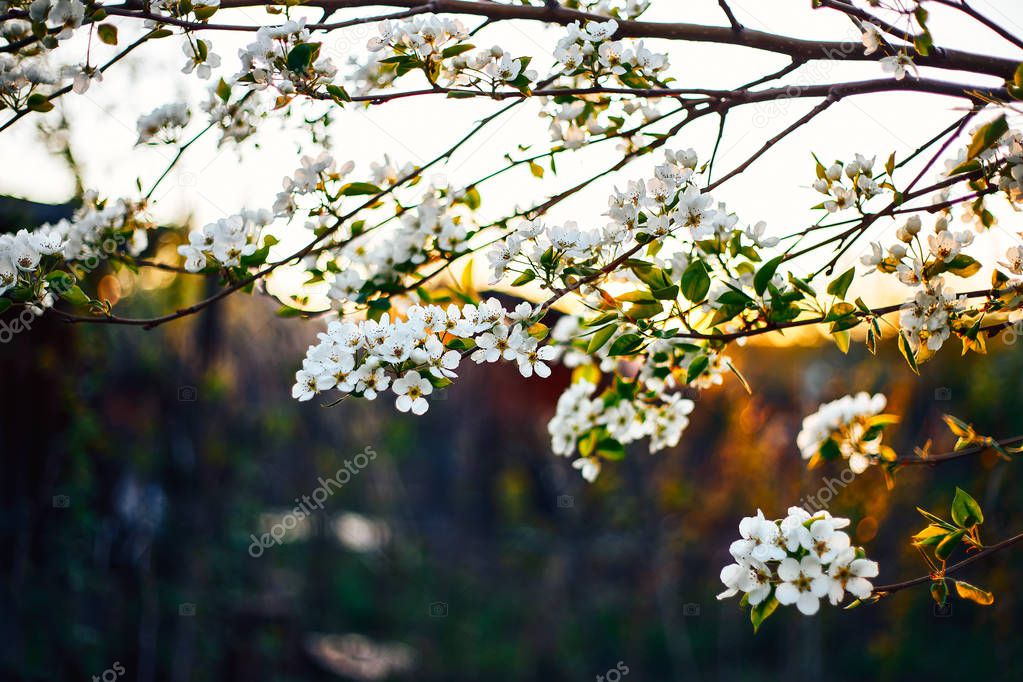 apple tree branch in spring blossom close-up. Tender sunset light, artistic vintage toning, shallow depth of field, soft selective focus. Flowers blooming at sunset.