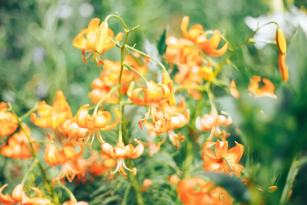 花园中的橙色百合花绿色背景选择焦点 — 图库照片