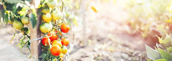 tomatoes on a bush in a kitchen garden red ripe and green sunlight behind harvest time selected focus harvest time long banner