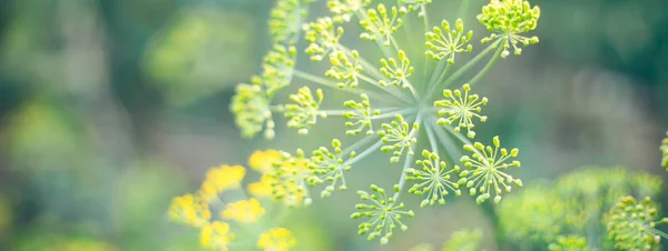 茴香花开花在花园里的阳光下选择焦点调味料收获时间长横幅 — 图库照片