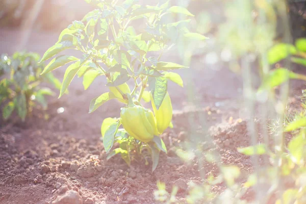 green paprika pepper on bed ground in fencing garden sonlight summer time eating