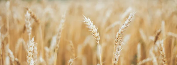 yellow autumn summer ears of wheat field selected focus golden Golden wheat ear sunshine long banner