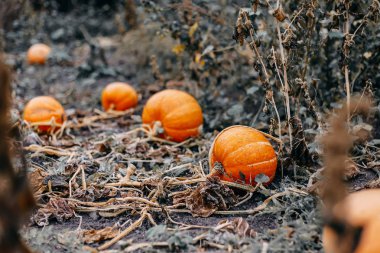 Sebze bahçesinde büyüyen balkabağı. Büyüyen balkabağı. Kabak bitki.