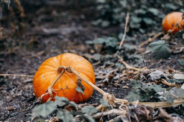 Sebze bahçesinde büyüyen balkabağı. Büyüyen balkabağı. Kabak bitki.