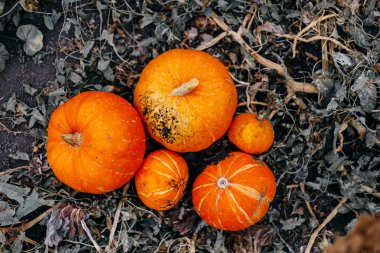 Sebze bahçesinde büyüyen balkabağı. Büyüyen balkabağı. Kabak bitki.