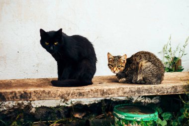 iki homless kedi siyah ve kahverengi sokakta oturuyor
