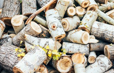 Kolun yakın çekim yuvarlak ağaç kalıntıları çerçevede bir ahşap takoz içinde