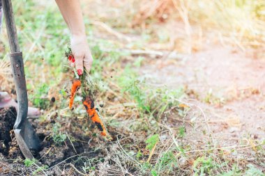 Çekerek adamın elini yetiştirilen havuç, havuç taze, ekolojik yetişkin havuç bahçeden çekerek yaşlı adamın elini çekti. Odak sığ derinliği. Kavram tarımsal kültür.