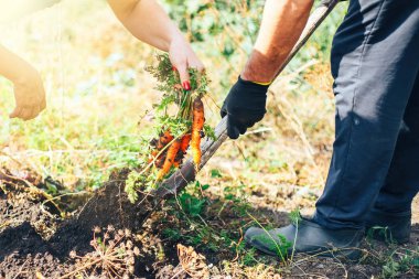 Çekerek adamın elini yetiştirilen havuç, havuç taze, ekolojik yetişkin havuç bahçeden çekerek yaşlı adamın elini çekti. Odak sığ derinliği. Kavram tarımsal kültür.