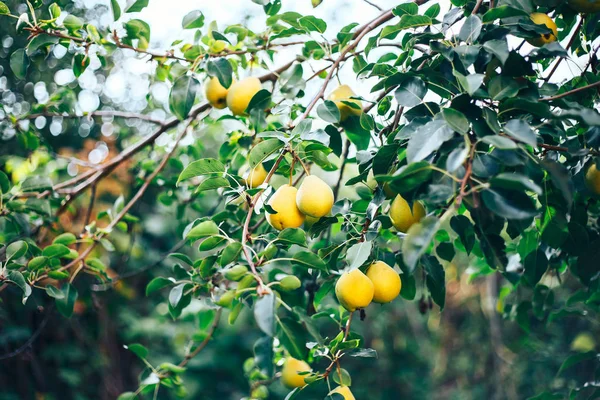 梨上有一枝树枝 成熟的梨 美味的小梨挂在树上 夏果园 自然背景多汁可口梨 — 图库照片