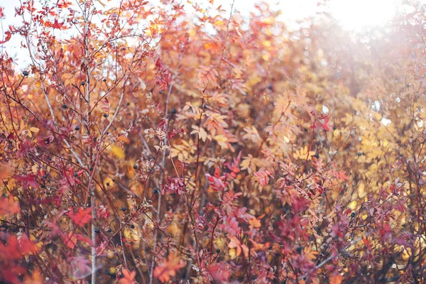 Landet Landskap Kazakstan Träden Längs Vägen Gyllene Höst Indian Summer — Stockfoto