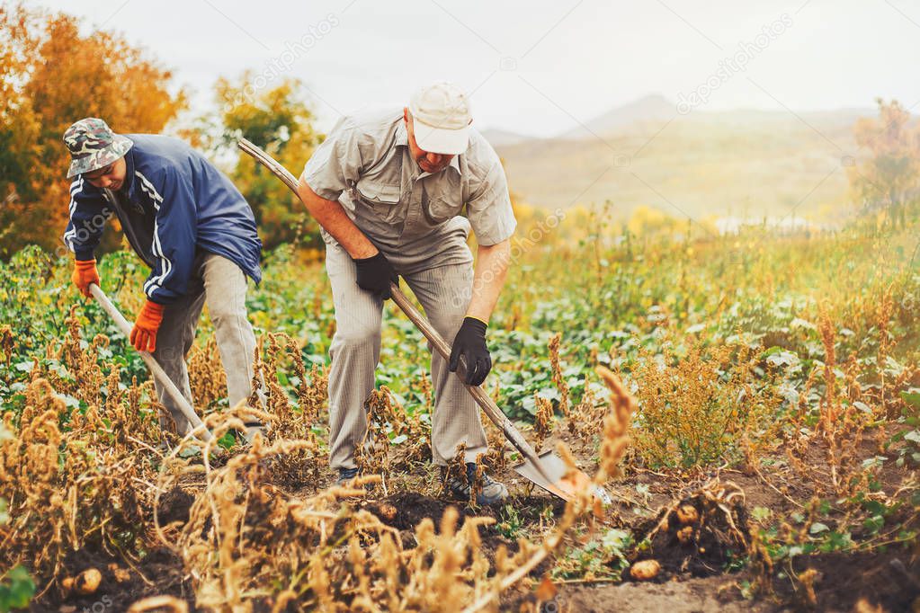 Workers in garden and bucket of potatoes. Harvest time, planting potatoes. Family farmers. Seasonal job