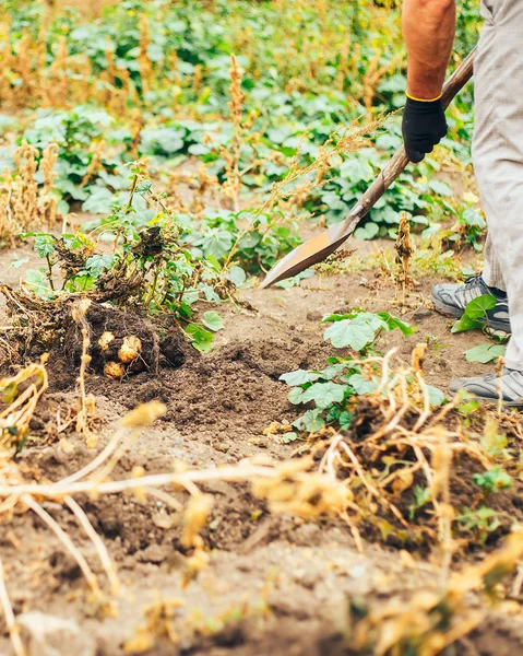 Cultivo Vegetal Biológico Colheita Batata Orgânica Campo Agricultor Cavando Batatas — Fotografia de Stock