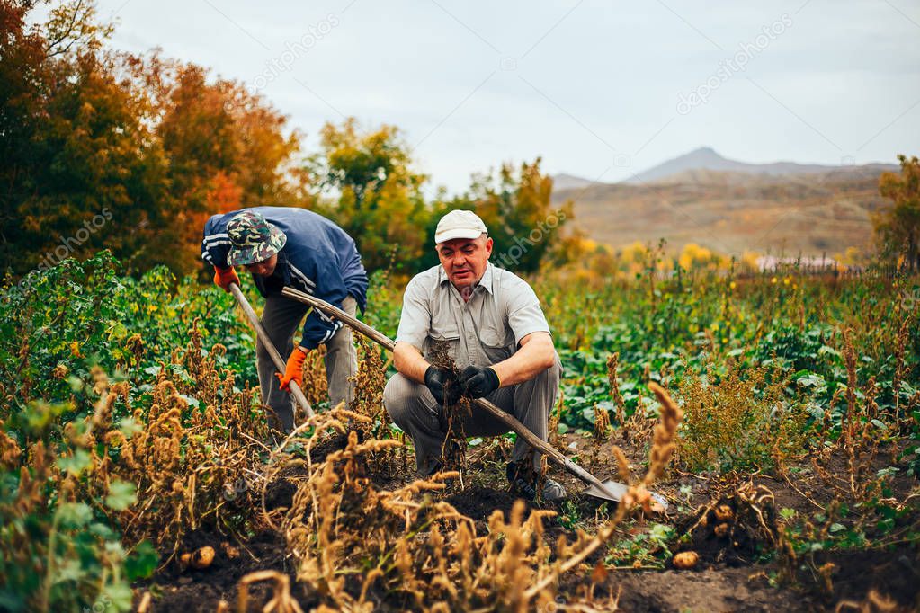 Workers in garden and bucket of potatoes. Harvest time, planting potatoes. Family farmers. Seasonal job