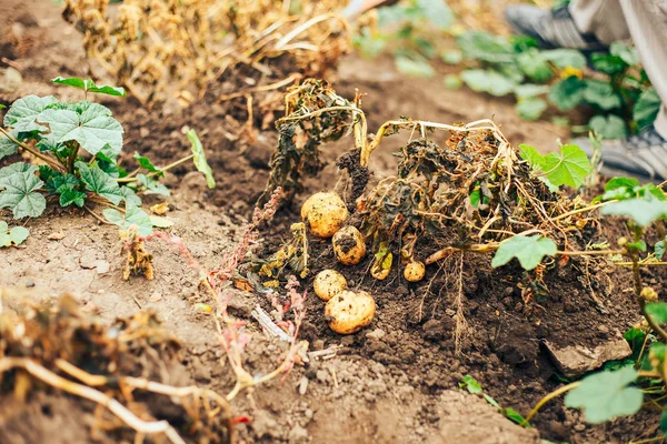 Cultivo Vegetal Biológico Colheita Batata Orgânica Campo Agricultor Cavando Batatas — Fotografia de Stock