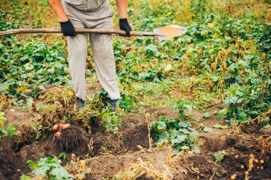 Biyolojik sebze yetiştiriciliği. Tarlada organik patates hasadı. Çiftçi topraktan patates topluyor..