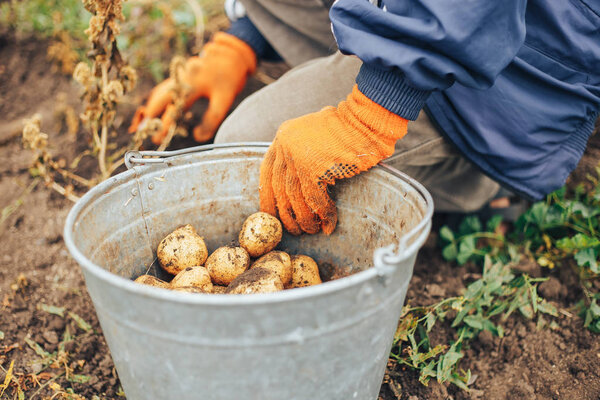Harvesting Potatoes. Female and male Farmer Hold Heap Fresh Potato In Her Hand Close To Ground. Fresh Potato. Harvest Time, Season.