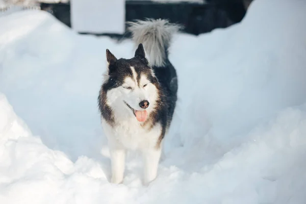 Сибирская Хаски Собака Черно Белого Цвета Карими Глазами Зимой — стоковое фото